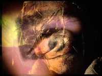 Siouxsie And The Banshees - Scarecrow