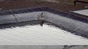 Sewer cat