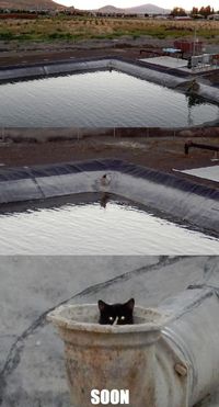 Sewer cat