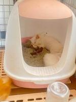 Dans litière y’a lit 