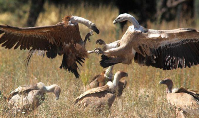 Des vautours se battent ou paradent dans la savane.