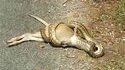 Serpent vs kangourou