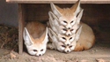 Des fennecs bien rangés