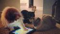 Soirée iPad entre chats