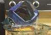 Ils sont partout et la bouffe a l'air bonne