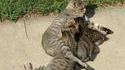 Chat malin
