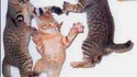 Danse des chats