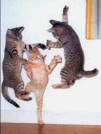 Danse des chats