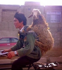 Transport d'ovin
