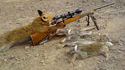Chasse aux lapins