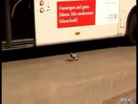 Bus VS pigeon