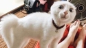 Je voulais être gentil alors j’ai miaulé vers ma chatte 