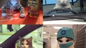 Vies de chats