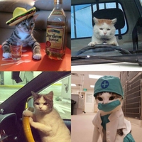 Vies de chats