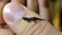 Le Sphaerodactylus nichols, le plus petit gecko du monde