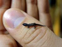 Le Sphaerodactylus nichols, le plus petit gecko du monde