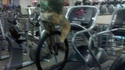En monocycle à la salle