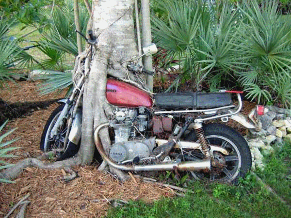 Un arbre qui engloutit une moto