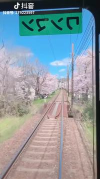 Cerisiers en fleur au Japon
