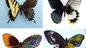 Hermaphrodisme papillonesque