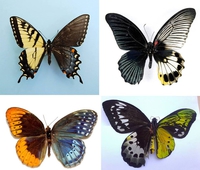 Hermaphrodisme papillonesque