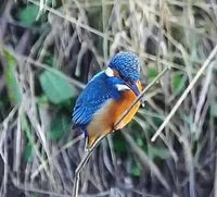 Martin-pêcheur à l'affût