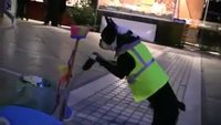 Chien de ménage