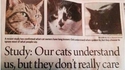 Nos chats nous comprennent, mais ça ne les intéresse pas vraiment !