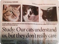 Nos chats nous comprennent, mais ça ne les intéresse pas vraiment !