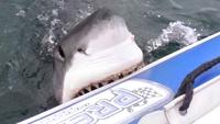 Attaque de requin sur un canot pneumatique