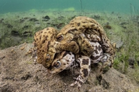 Triolisme de batraciens