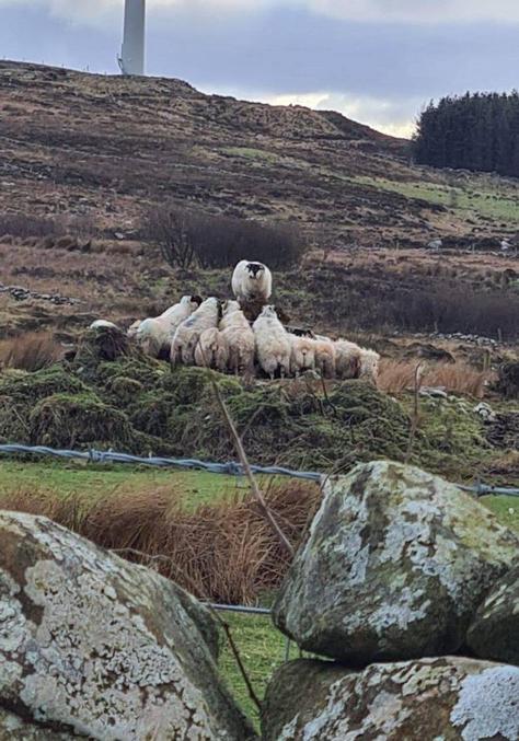 Le soulèvement des moutons est pour bientôt
