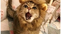 Un lion à domicile