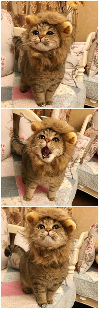Un lion à domicile