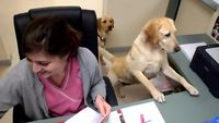 Les chiens de bureau