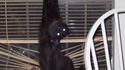 Votre chat est il un grimpeur ?