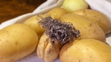Les patates de Gustave Courbet 