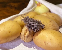 Les patates de Gustave Courbet 