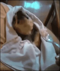 Et une cuillère pour maman