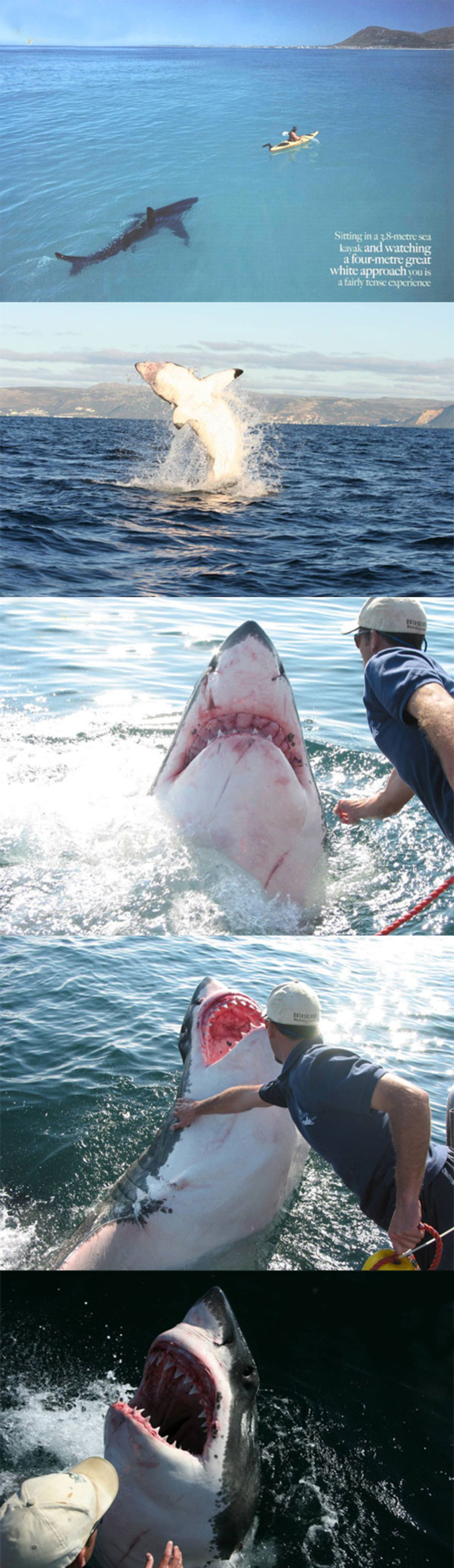 Un requin blanc se laisse approcher par un homme.