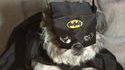 Batdog