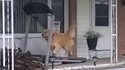 Sortir le chien