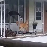Sortir le chien