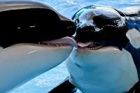 Orques se roulant une pelle