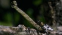 Je suis content de pas être un insecte