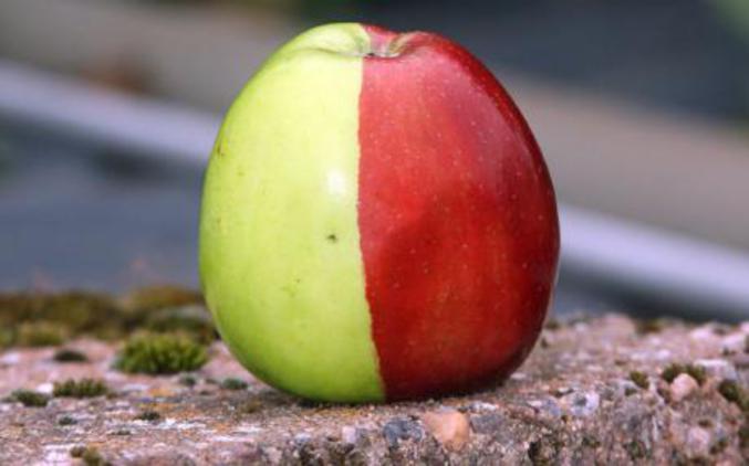 D'après les scientifiques, cela est dû a une mutation génétique. Ils estiment les chances de trouver une pomme similaire sont d'une sur un million !