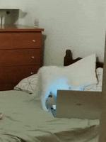 Kan tu surprend ton chat qui voit du prOn