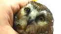 Hiboux et Chouettes trop mignons
