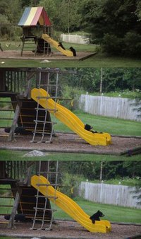 L'ours et le parc à enfant
