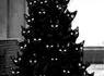 Chat ch'est du chapin !